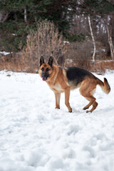 Charming purebred dog walks through snowdrifts and breathes fresh air in park. German Shepherd black and red color on walk in winter snow covered forest.