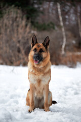 Charming purebred dog on winter banner. Beautiful adult German Shepherd of black and red color sits in snow against background of forest and looks carefully ahead.