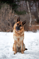 Beautiful adult German Shepherd of black and red color sits in snow against background of forest and looks carefully forward with his head tilted to side. Purebred dog in snowy white snowdrifts.