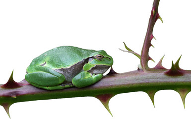Tree frog cropped against white background
