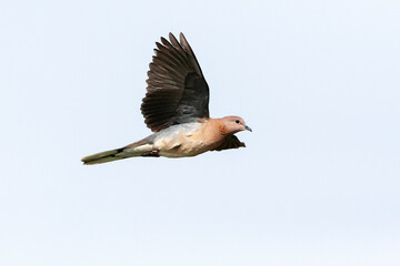Palmtortel, Laughing Dove, Streptopelia senegalensis