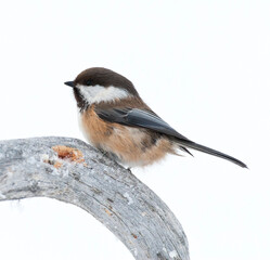 Fototapeta premium Siberian Tit, Poecile cinctus