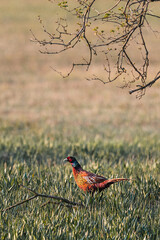 
Common pheasant (phasianus colchicus) Ring-necked pheasant in natural habitat, standing in morning dew grassland