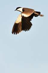 Sporenkievit, Spur-winged Plover, Vanellus spinosus