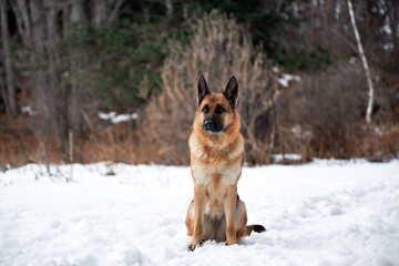 Charming purebred dog on winter banner. Beautiful adult German Shepherd of black and red color sits in snow against background of forest and looks carefully ahead.