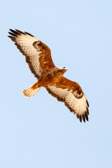 Steppe Buzzard, Buteo buteo vulpinus