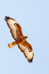 Steppe Buzzard, Buteo buteo vulpinus