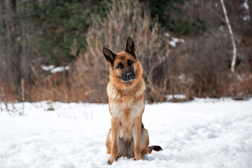 Beautiful adult German Shepherd of black and red color sits in snow against background of forest and looks carefully forward with his head tilted to side. Purebred dog in snowy white snowdrifts.
