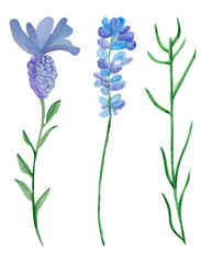 Fototapeta na wymiar Watercolor lavender elements set - large flower, twig with small flowers and twig with leaves.