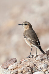 Izabeltapuit, Isabelline Wheatear, Oenanthe isabelline