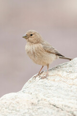 Sinai Rosefinch, Carpodacus synoicus