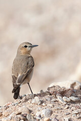 Izabeltapuit, Isabelline Wheatear, Oenanthe isabelline