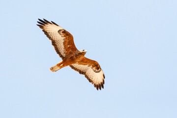 Steppe Buzzard, Buteo buteo vulpinus