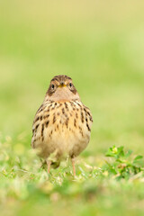 Roodkeelpieper, Red-throated Pipit, Anthus cervinus