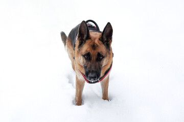 Walk with dog in winter outdoors in park. Horizontal banner with shepherd dog. Beautiful black and red German Shepherd in dog harness stands in snow white snowdrifts and looks up.