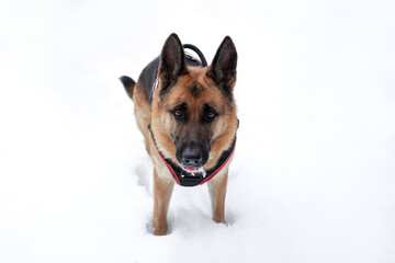 Walk with dog in winter outdoors in park. Horizontal banner with shepherd dog. Beautiful black and red German Shepherd in dog harness stands in snow white snowdrifts and looks up.