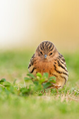 Roodkeelpieper, Red-throated Pipit, Anthus cervinus