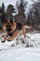 Beautiful black and red shepherd dog on walk jumps in snowdrifts and smiles. Adult German Shepherd dog jumps in snow dressed in dog harness and breathes fresh air.