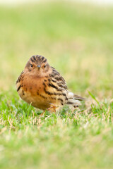 Roodkeelpieper, Red-throated Pipit, Anthus cervinus