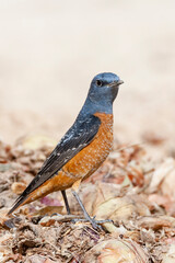 Rode Rotslijster, Rufous-tailed Rock Thrush, Monticola saxatilis