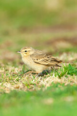 Duinpieper, Tawny Pipit, Anthus campestris
