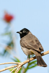 Arabische Buulbuul, White-spectacled Bulbul, Pycnonotus xanthopy