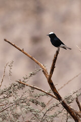 White-crowned Wheatear, Oenanthe leucopyga