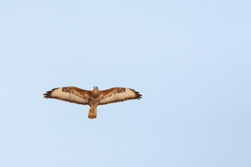 Steppe Buzzard, Buteo buteo vulpinus