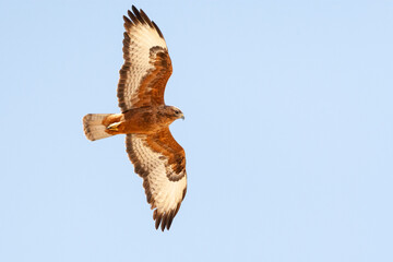 Steppe Buzzard, Buteo buteo vulpinus