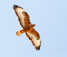 Steppe Buzzard, Buteo buteo vulpinus
