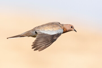 Palmtortel, Laughing Dove, Streptopelia senegalensis