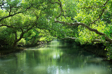 Mangrove Forest Landscape, Tainan, Taiwan