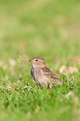 Spaanse Mus, Spanish Sparrow, Passer hispaniolensis