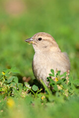 Spaanse Mus, Spanish Sparrow, Passer hispaniolensis