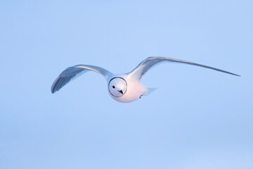 Ross's Gull, Rhodostethia rosea