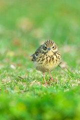 Boompieper, Tree Pipit, Anthus trivialis
