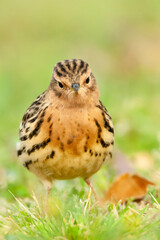 Roodkeelpieper, Red-throated Pipit, Anthus cervinus