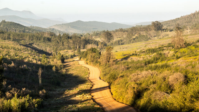 path in the mountains through fynbos fields