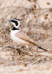 Temminck's Strandleeuwerik, Temminck's Lark, Eremophila bilopha