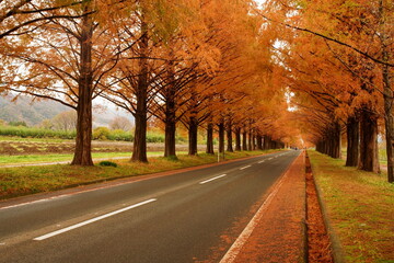 メタセコイア並木の紅葉 Autumn leaves of Metasequoia trees,shiga,japan（滋賀県高島市　マキノ町）