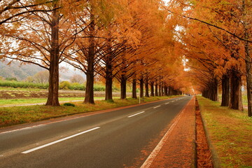 Naklejka na ściany i meble メタセコイア並木の紅葉 Autumn leaves of Metasequoia trees,shiga,japan（滋賀県高島市　マキノ町）