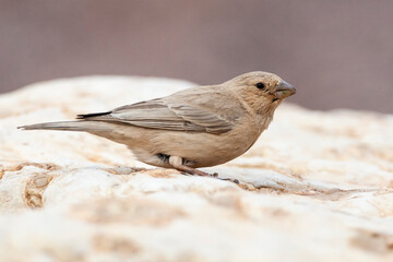 Sinai Rosefinch, Carpodacus synoicus