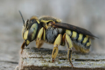 A lateral close up of a female common carder bee ( Anthidium manicatum) with remarkble green eyes