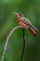 Cinnamon Hummingbird, Amazilia rutila