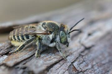 Close up of a female Silvery leafcutter bee ( Megachile leachella ) on a piece of dead wood .