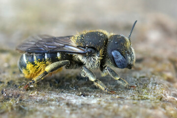 Close up of a female Spined Mason Bee ( Osmia spinulosa) with her beautiful blue eyes .