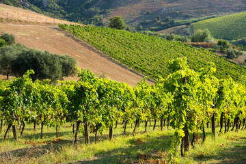 Fototapeta na wymiar Panoramic view to vineyard on hills, winery and wine making