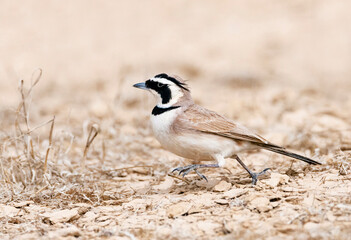 Temminck's Strandleeuwerik, Temminck's Lark, Eremophila bilopha