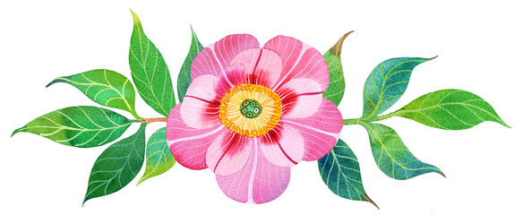 Watercolor pink peony flower and green leaves arrangement, isolated floral bouquet on white background