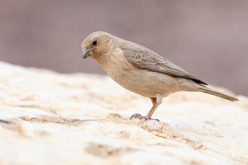 Sinai Rosefinch, Carpodacus synoicus
